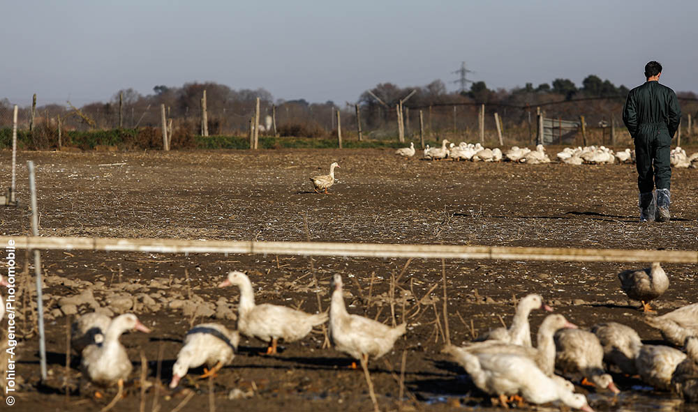 Grippa Aviair le retour, confinement des canards, volailles ou pose de filets imposé dans 46 département, santé, élevage
