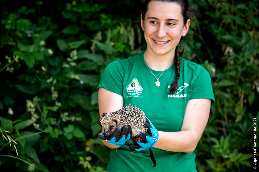 Protection Santé Animal : A Ahetze au Pays basque un partenariat tente de réintroduire une espèce protégée…le Hérisson.