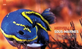 Pays Basque Magazine "Merveilles sous-marines"