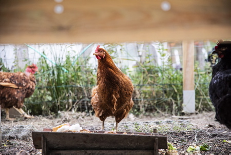 Une poule de race locale basque Euskal Oiloa. La biodiversité est mise en avant par ce choix. Oilategi à Ahetze au Pays basque, poulailler asscociatif et association l'environnementale qui permet aux Aheztar de réduire leurs déchets organiques grâce à un poulailler et des composteurs partagés. Réduction du gaspillage alimentaire, réduction des déchets organiques et leur valorisation.
Andoni ZUBIZARRETA with a local Basque Euskal Oiloa hen. Biodiversity is highlighted by this choice. Oilategi in Ahetze in the Basque Country, associative henhouse and environmental association which allows Aheztar to reduce their organic waste thanks to a henhouse and shared composters. Reduction of food waste, reduction of organic waste and its recovery.
Ahetze, Pays basque, 64 , Nouvelle Aquitaine, Pyrénées Atlantiques, Sud Ouest, South West, France, Europe.New Aquitaine, Basque Country.