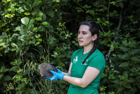 Amandine Pericard (photo) de l'association Hegalaldia, avec un bébé herisson de 3 mois, Hegalaldia est une association militante pour la sauvegarde de la faune sauvage bien connu au Pays basque. A Ahetze, l'association Oilategi élargi ainsi son champ d'action en association avec Hegalaldia qui s'occupe principalement d'oiseaux, rapaces et oiseaux marins, mais aussi de mammifères comme les hérissons. Cette association d'Ahetze ayant un cadre propice pour le retour à la nature de ces petits animaux et ayant dans ses statuts, l'éducation à la nature et à la biodiversité, à signer une convention avec Hegalaldia pour accueillir "des lots" de 5 à 6 hérissons.
Amandine Pericard (photo) from the Hegalaldia association, with a 3 month old baby hedgehog, Hegalaldia is an activist association for the protection of wild fauna well known in the Basque Country. In Ahetze, the Oilategi association thus broadens its field of action in association with Hegalaldia, which mainly deals with birds, raptors and seabirds, but also mammals such as hedgehogs. This Ahetze association having a favorable framework for the return to nature of these small animals and having in its statutes, education in nature and biodiversity, to sign an agreement with Hegalaldia to welcome "lots" of 5 to 6 hedgehogs.
Ahetze, Pays basque, 64 , Nouvelle Aquitaine, Pyrénées Atlantiques, Sud Ouest, South West, France, Europe.New Aquitaine, Basque Country.