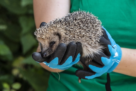 Amandine Pericard (photo) de l'association Hegalaldia, avec un bébé herisson de 3 mois, Hegalaldia est une association militante pour la sauvegarde de la faune sauvage bien connu au Pays basque. A Ahetze, l'association Oilategi élargi ainsi son champ d'action en association avec Hegalaldia qui s'occupe principalement d'oiseaux, rapaces et oiseaux marins, mais aussi de mammifères comme les hérissons. Cette association d'Ahetze ayant un cadre propice pour le retour à la nature de ces petits animaux et ayant dans ses statuts, l'éducation à la nature et à la biodiversité, à signer une convention avec Hegalaldia pour accueillir "des lots" de 5 à 6 hérissons.
Amandine Pericard (photo) from the Hegalaldia association, with a 3 month old baby hedgehog, Hegalaldia is an activist association for the protection of wild fauna well known in the Basque Country. In Ahetze, the Oilategi association thus broadens its field of action in association with Hegalaldia, which mainly deals with birds, raptors and seabirds, but also mammals such as hedgehogs. This Ahetze association having a favorable framework for the return to nature of these small animals and having in its statutes, education in nature and biodiversity, to sign an agreement with Hegalaldia to welcome "lots" of 5 to 6 hedgehogs.
Ahetze, Pays basque, 64 , Nouvelle Aquitaine, Pyrénées Atlantiques, Sud Ouest, South West, France, Europe.New Aquitaine, Basque Country.